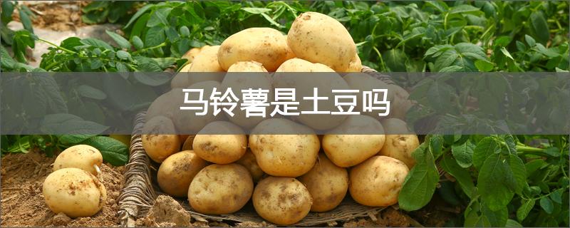 馬鈴薯是土豆嗎 馬鈴薯和土豆一樣嗎