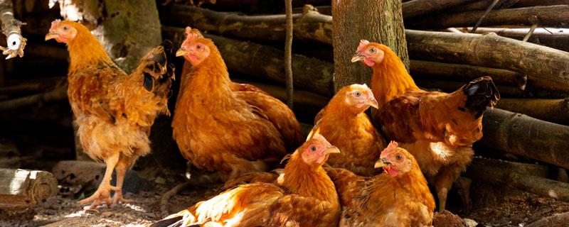 雞是怎么孵出來的？雞是怎么孵出來的呢？