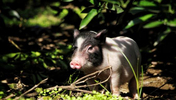 豬為什么要閹 豬要閹的原因