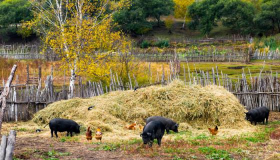 豬飼料配方 豬飼料的配方