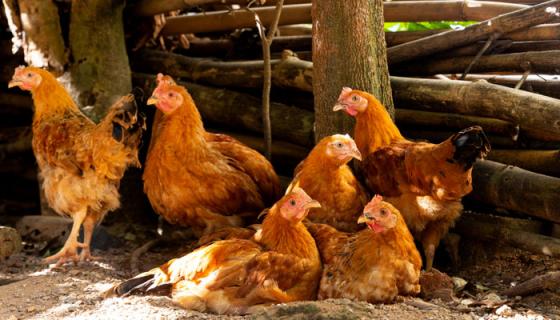 雞是屬于什么動物 家禽雞屬于什么動物