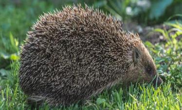 刺猬吃什么食物 刺猬吃什么食物呢