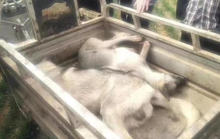 4條狼青犬咬死80多只羊 目前警方正調查犬只來源