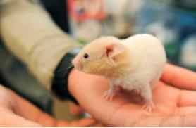 小巧玲瓏是什么生肖