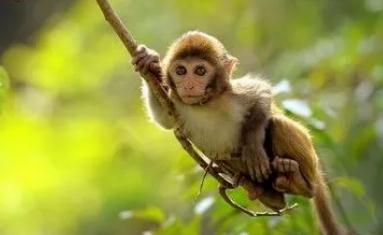 夢見猴子是什么意思,好不好,預示著什么