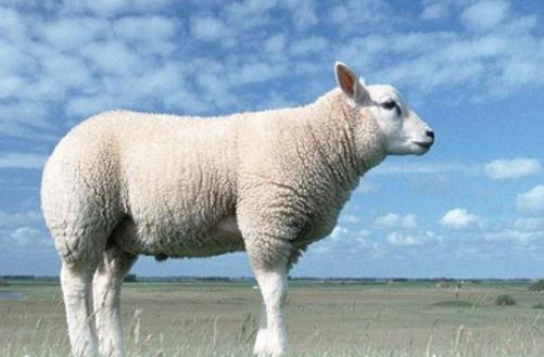 夢見白羊是什么意思,好不好,代表什么