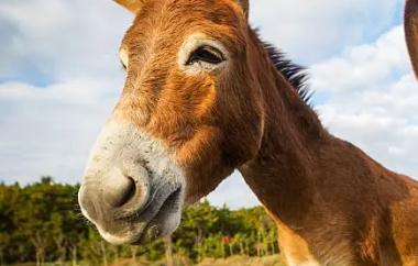 夢見驢是什么意思,好不好,預示著什么