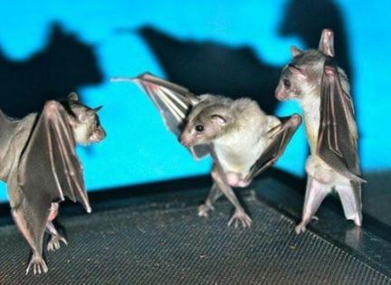 夢見蝙蝠是什么意思,好不好,代表什么