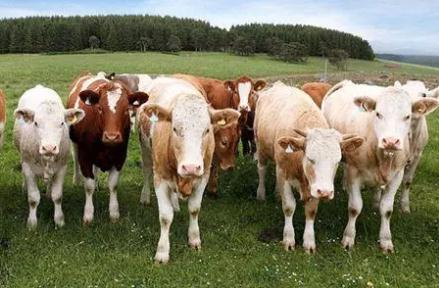 夢見牲畜是什么意思,好不好,預示著什么