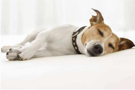 夢見死狗是什么意思,好不好,預示著什么