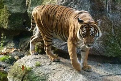 夢見老虎吼叫是什么意思,好不好,預示著什么