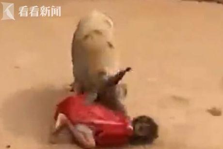 夢見豬咬人是什么意思,好不好,預示著什么