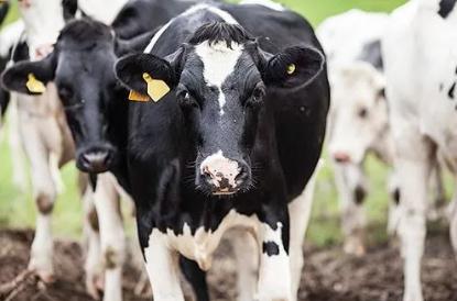 夢見黑牛是什么意思,好不好,預示什么