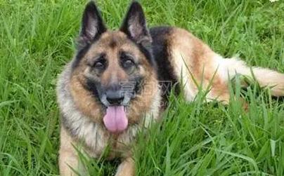 夢見狼狗是什么意思,好不好,代表什么