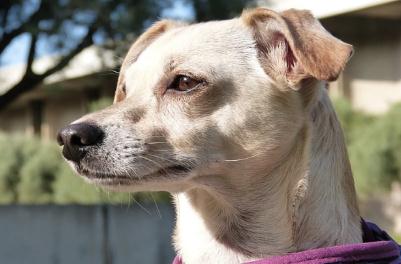 夢見殺狗是什么意思,好不好,預示著什么