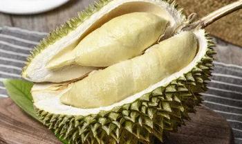 榴蓮種植條件和區域?榴蓮種植要哪些條件?