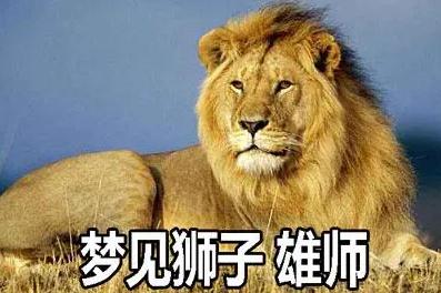夢見獅子 雄師是什么意思,好不好,預示著什么