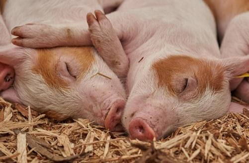 夢見白豬是什么意思,好不好,代表什么