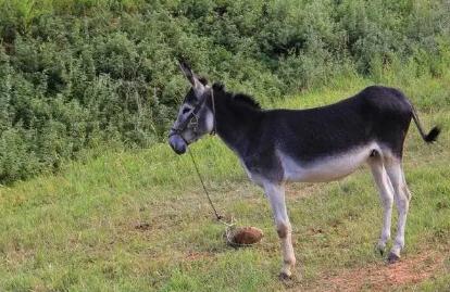 夢見毛驢是什么意思,好不好,預示著什么