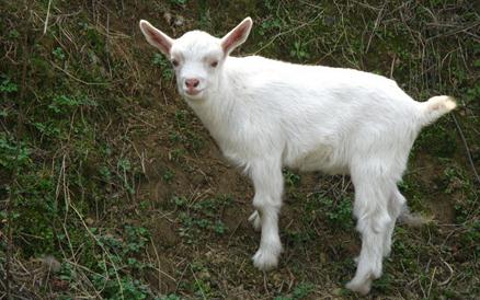 夢見山羊羔是什么意思,好不好,預示著什么