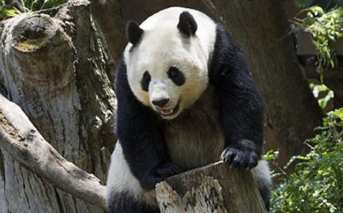 夢見熊貓是什么意思,好不好,代表什么