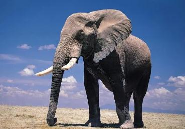 夢見大象是什么意思,好不好,預示著什么