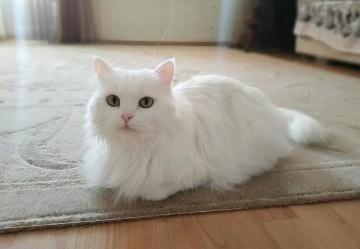 夢見白貓是什么意思,好不好,預示著什么