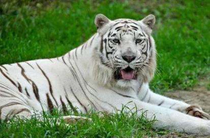 夢見白虎是什么意思,好不好,預示著什么