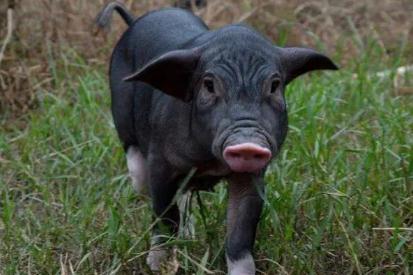 夢見黑豬是什么意思,好不好,預示著什么