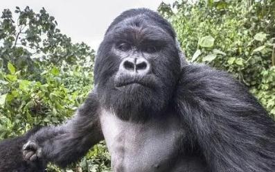 夢見猩猩是什么意思,好不好,代表什么