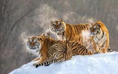 夢見猛獸是什么意思,好不好,預示著什么