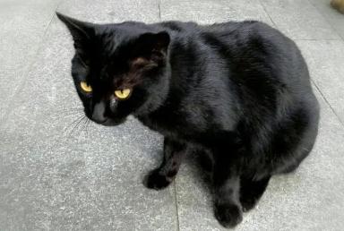 夢見黑貓是什么意思,好不好,預示著什么