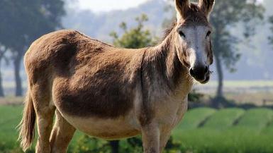 夢見騾子是什么意思,好不好,代表什么