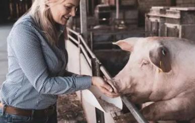 夢見喂豬是什么意思,好不好,代表什么