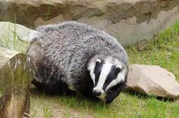 夢見獾是什么意思,好不好,預示著什么