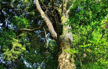 金絲楠木農村叫什么樹