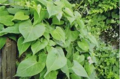 夜交藤別名叫什么 夜交藤的作用和功效