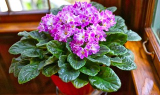 盆栽紫羅蘭怎么養方法步驟 盆栽紫羅蘭如何養方法步驟