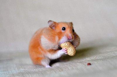 倉鼠最反感的5大行為（倉鼠厭惡的五大行為有哪些）