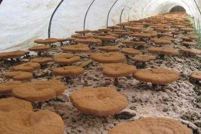 靈芝怎么種植 靈芝種植技術(shù)