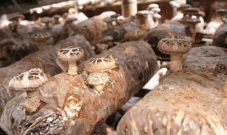 如何種植香菇 種植香菇的方法