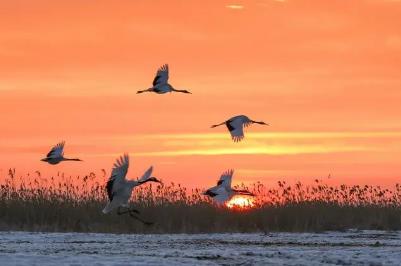 楊振宇的個人資料 楊振宇簡介