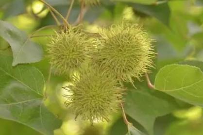 路路通的功效與作用 路路通的功效與作用及副作用