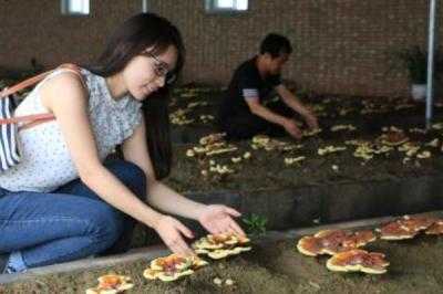 靈芝怎么種植 靈芝種植技術(shù)