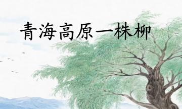 青海高原一株柳作者是誰