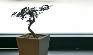 盆景養殖的注意事項 盆景養護技術要點