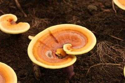 靈芝怎么種植 靈芝種植技術(shù)