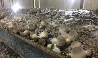 草菇應該如何種植 種植草菇的方法