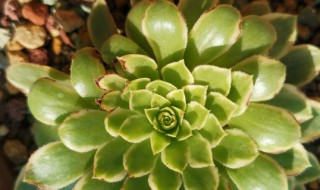 翡翠球多肉怎么養殖 翡翠球多肉怎么養