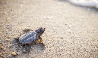 巴西龜水腫要怎么養 巴西龜水腫怎么辦?